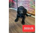 Adopt Stitch a Black - with White Labrador Retriever dog in Kennebunk