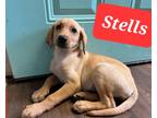 Adopt Stells a Black - with White Labrador Retriever dog in Kennebunk