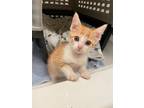 Adopt Skipper a Orange or Red Tabby Domestic Shorthair / Mixed cat in Candler