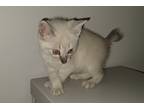 Adopt Alto a Cream or Ivory (Mostly) Siamese / Mixed cat in Candler
