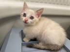 Adopt Pearly a Cream or Ivory Siamese / Mixed cat in Candler, NC (34753844)