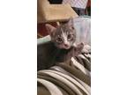 Adopt Cardamom a Gray, Blue or Silver Tabby Domestic Shorthair / Mixed cat in