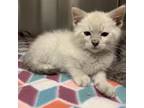 Adopt Eufy a Gray or Blue Siamese / Mixed cat in Bryan, TX (34754300)