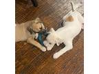 Adopt Nasa a Labrador Retriever / Boxer / Mixed dog in Fort Collins