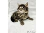 Adopt Sitka a Spotted Tabby/Leopard Spotted Maine Coon cat in Cary