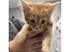 Adopt Saturday a Orange or Red Domestic Mediumhair / Mixed cat in West Olive