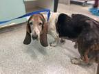 Adopt a Basset Hound / Mixed dog in Pomona, CA (34753707)