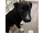 Adopt Watermelon a Black Labrador Retriever / American Staffordshire Terrier /