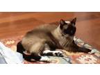Adopt Maggie - KD a Siamese cat in Lyman, SC (34754642)