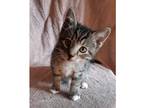 Adopt Charles(Charlie) a Domestic Shorthair / Mixed cat in Kalamazoo