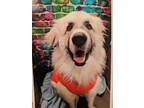 Adopt Bear a White - with Tan, Yellow or Fawn Great Pyrenees / St.