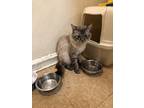 Adopt Gargoyle a Gray or Blue Maine Coon / Mixed (short coat) cat in Bronx