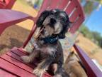 Adopt Doc Marten a Black - with Gray or Silver Shih Tzu / Mixed dog in Ramona