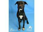 Adopt Bowie a Black Labrador Retriever / Mixed dog in Youngwood, PA (34754450)