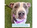 Adopt GREYSIN a Gray/Silver/Salt & Pepper - with White American Pit Bull Terrier