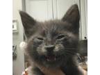 Adopt Noodle a Gray or Blue Domestic Shorthair / Mixed cat in Greenville