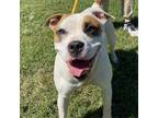 Adopt Kai a White - with Tan, Yellow or Fawn Pit Bull Terrier / Mixed dog in