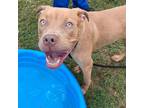 Adopt Alfred a Tan/Yellow/Fawn Pit Bull Terrier / Mixed dog in Greenville