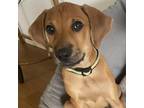 Adopt Leroy Rico a Tan/Yellow/Fawn Rhodesian Ridgeback / Mixed dog in Fort