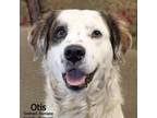 Adopt Otis a White - with Tan, Yellow or Fawn Australian Cattle Dog / Great