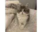 Adopt Stela A Gray Or Blue Domestic Mediumhair / Mixed Cat In Huntsville