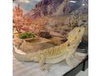 Adopt Stereo A Lizard Reptile, Amphibian, And/or Fish In Waldorf, MD (34754412)