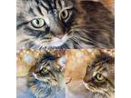 Adopt SUSAN MARIE a Domestic Longhair / Mixed (long coat) cat in Wintersville
