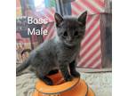 Adopt Boss a Gray or Blue Russian Blue / Mixed cat in Carmel, IN (34754403)