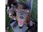 Adopt Maribel a Brown/Chocolate Pit Bull Terrier / Mixed dog in Marana