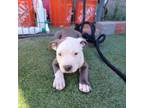 Adopt Mariano a Gray/Silver/Salt & Pepper - with Black Pit Bull Terrier / Mixed