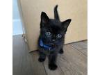 Adopt Brian O'Conner, AH a All Black Domestic Shorthair / Mixed cat in