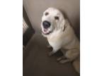 Adopt GRIBBLE a Great Pyrenees / Mixed dog in Rome, GA (34750194)