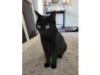 Adopt Black Betty a Domestic Shorthair / Mixed (long coat) cat in Gillette