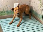 Adopt LUTHER a Brown/Chocolate Australian Cattle Dog / Mixed dog in Gardena