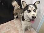 Adopt OGDEN a Tricolor (Tan/Brown & Black & White) Husky / Mixed dog in