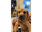 Adopt Tron a Brown/Chocolate - with Black Black Mouth Cur / Mixed Breed (Medium)