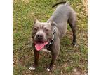 Adopt JD a Gray/Silver/Salt & Pepper - with Black Pit Bull Terrier / Mixed dog