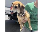 Adopt Sora - Claremont Location a Brown/Chocolate Dachshund / Beagle / Mixed dog