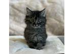 Adopt Stormie a Domestic Shorthair / Mixed cat in Mipiltas, CA (34754033)