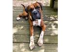 Adopt Bourbon a Tricolor (Tan/Brown & Black & White) Boxer / Mixed dog in