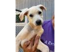 Adopt Champ a White Labrador Retriever / Mixed dog in Greenville, SC (34754005)