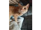 Adopt Blossom a Orange or Red Domestic Shorthair / Mixed cat in Morgantown
