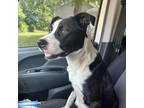 Adopt Whisper a Black Border Collie / Mixed dog in East ST Louis, IL (34753990)