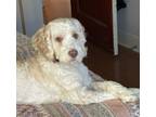Adopt Woody CP a Poodle (Miniature) / Spaniel (Unknown Type) / Mixed dog in