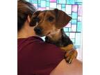 Adopt Ava available 5/25 a Black - with Tan, Yellow or Fawn Dachshund / Shepherd