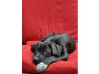 Adopt Athena a Black - with White Labrador Retriever / Mixed dog in Herndon
