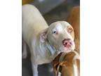 Adopt BETTY a White - with Tan, Yellow or Fawn American Staffordshire Terrier /