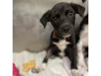 Adopt Sam's a Black Labrador Retriever / Border Collie / Mixed dog in Austin