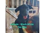 Adopt Black White Toe May a Black Australian Cattle Dog / Labrador Retriever /