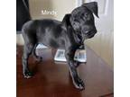 Adopt Mindy Rico a Black Labrador Retriever / Mixed dog in Fort Lauderdale